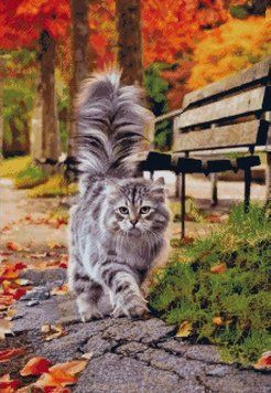 Кот, который гуляет сам по себе Электронная схема для вышивания крестиком СХ-13НО СХ-13НО фото